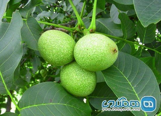 5 نکته برای دو برابر کردن باردهی درخت گردو 5 نکته برای دو برابر کردن باردهی درخت گردو