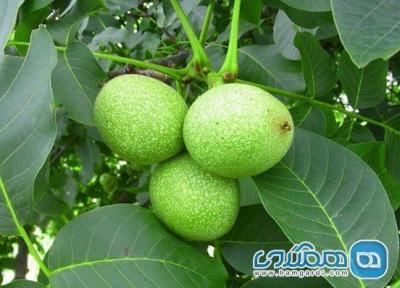 5 نکته برای دو برابر کردن باردهی درخت گردو